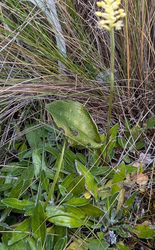 Cranichis ciliata, photograph 5