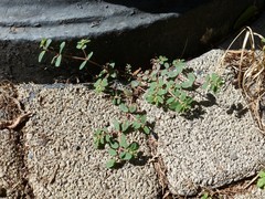 Euphorbia maculata