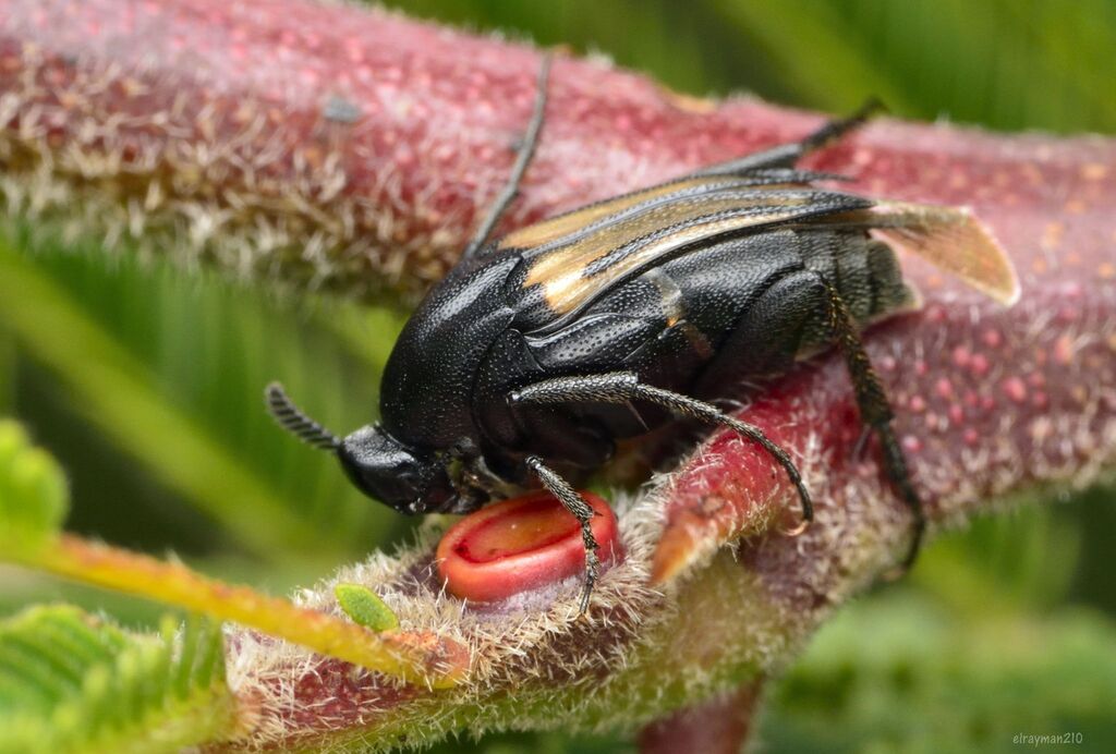 Macrosiagon carinipennis