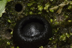 Plectania rhytidia