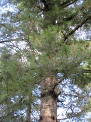 Pinus wallichiana