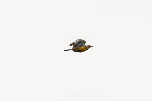 Fülleborn's Longclaw (Macronyx fuelleborni), photo 6