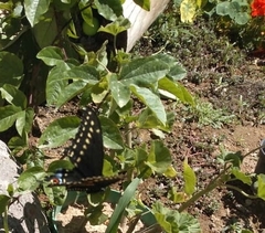 Papilio polyxenes