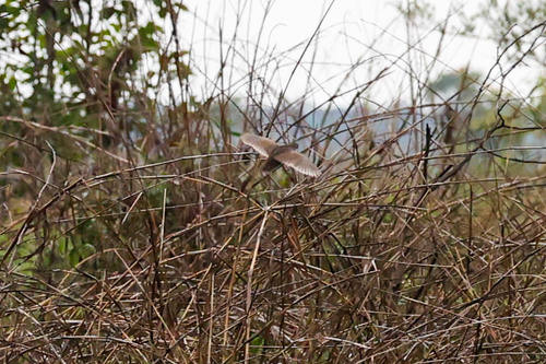 Blue Quail (Synoicus adansonii), photo 7