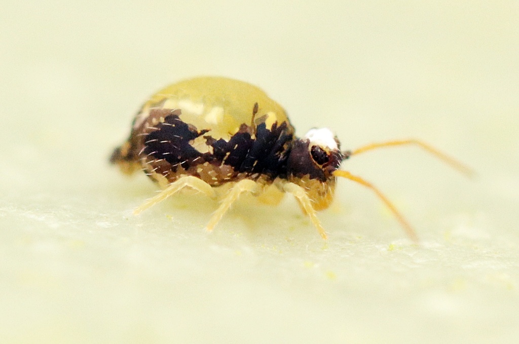 Kennai Insect Katiannidae from Ruawai, New Zealand on May 28, 2025 at 01:46 PM by Tom ...