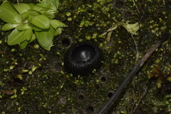 Plectania rhytidia
