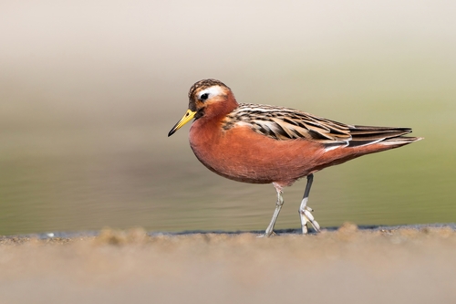 Phalarope à bec large