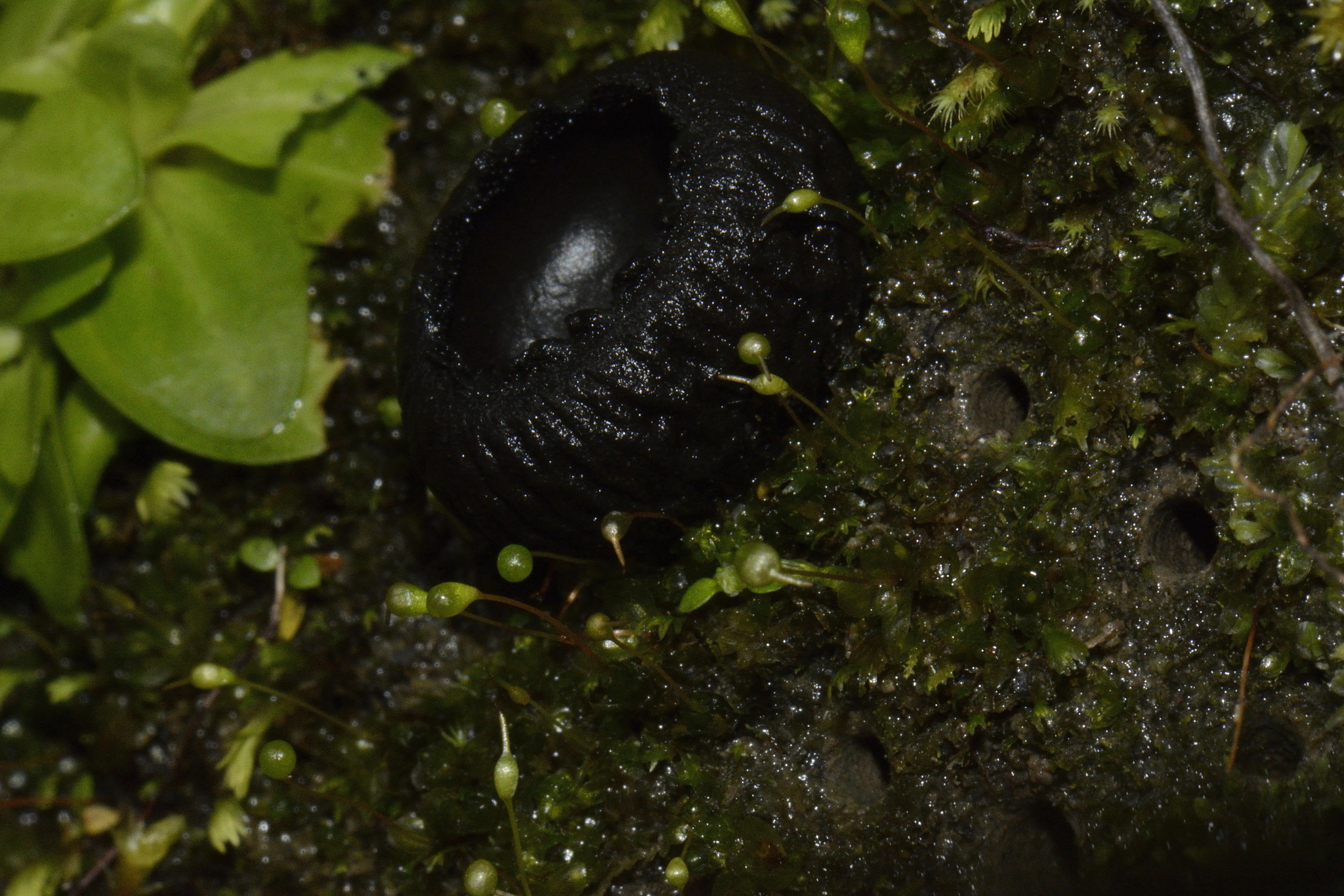 Plectania rhytidia image