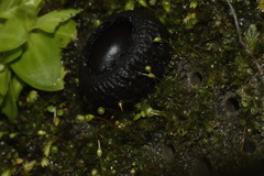 Plectania rhytidia