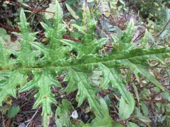 Cirsium falconeri