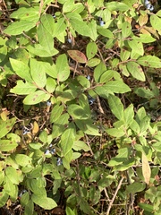 Vaccinium myrtilloides image