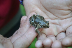 Pelobates vespertinus