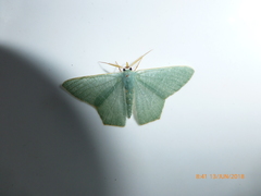 Pelagodes antiquadraria