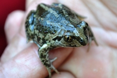 Pelobates vespertinus