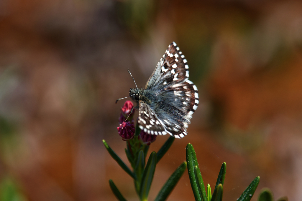 Northern Grizzled Skipper