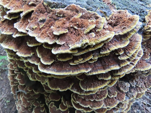Fuscoporia gilva