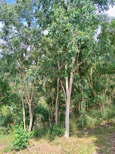 White eucalyptus (Eucalyptus alba)