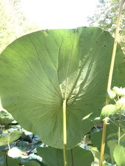 Nelumbo