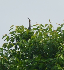 Ixobrychus flavicollis