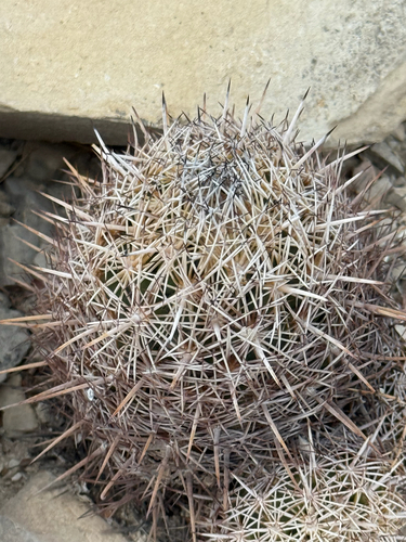 Rhinoceros cactus (Coryphantha echinus)