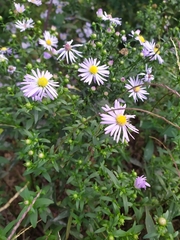 Symphyotrichum
