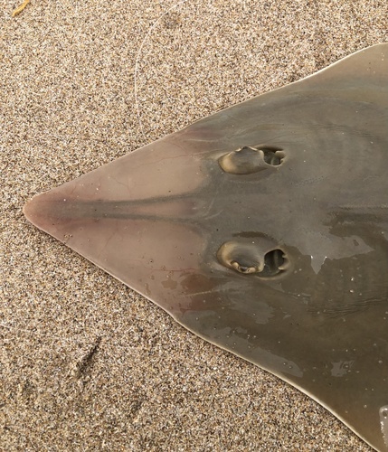 Shovelnose Guitarfish, photo 4 of 10