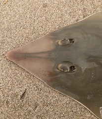 Northern Guitarfish photo 4