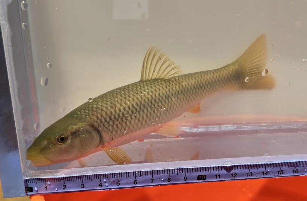 Redtail Chub