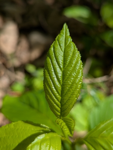 alderleaf buckthorn