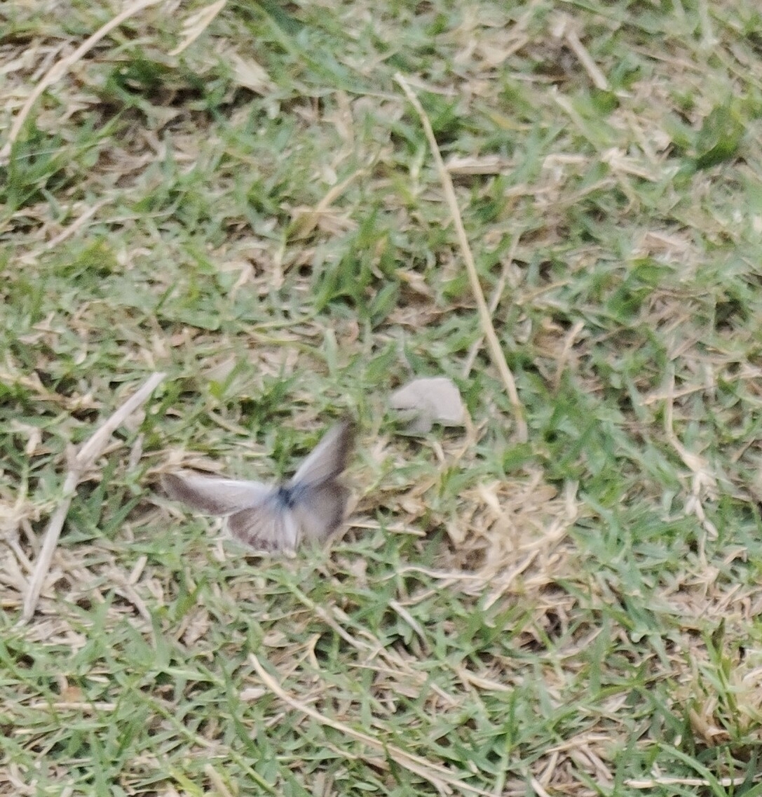 Pale Grass Blue