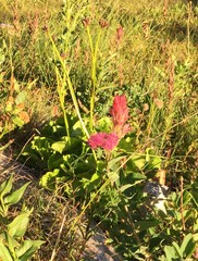 Castilleja parviflora oreopola
