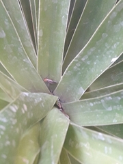 Stenomacra marginella