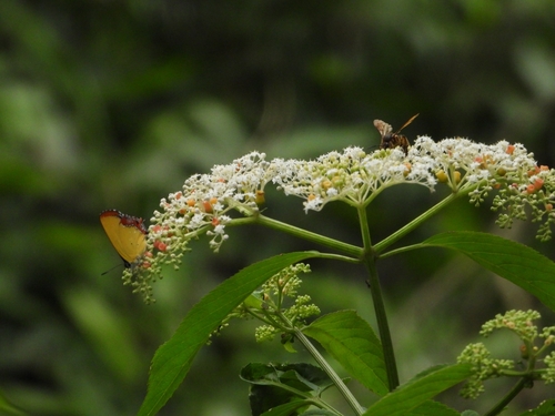 Sambucus javanica (Sambucus javanica)