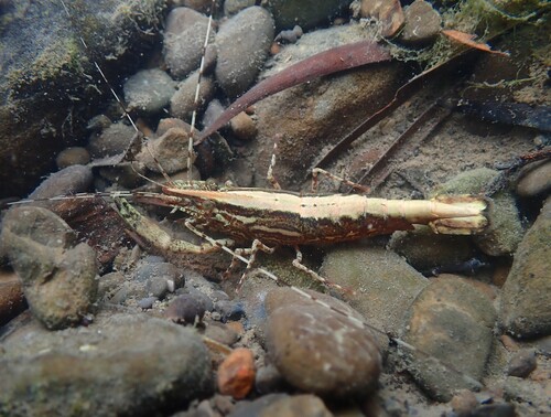 Macrobrachium esculentum