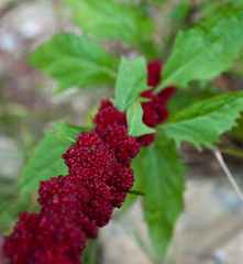 Blitum capitatum capitatum
