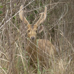 Axis porcinus porcinus