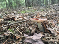 Russula betularum