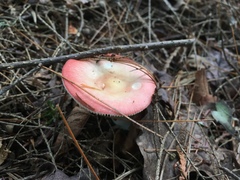 Russula betularum