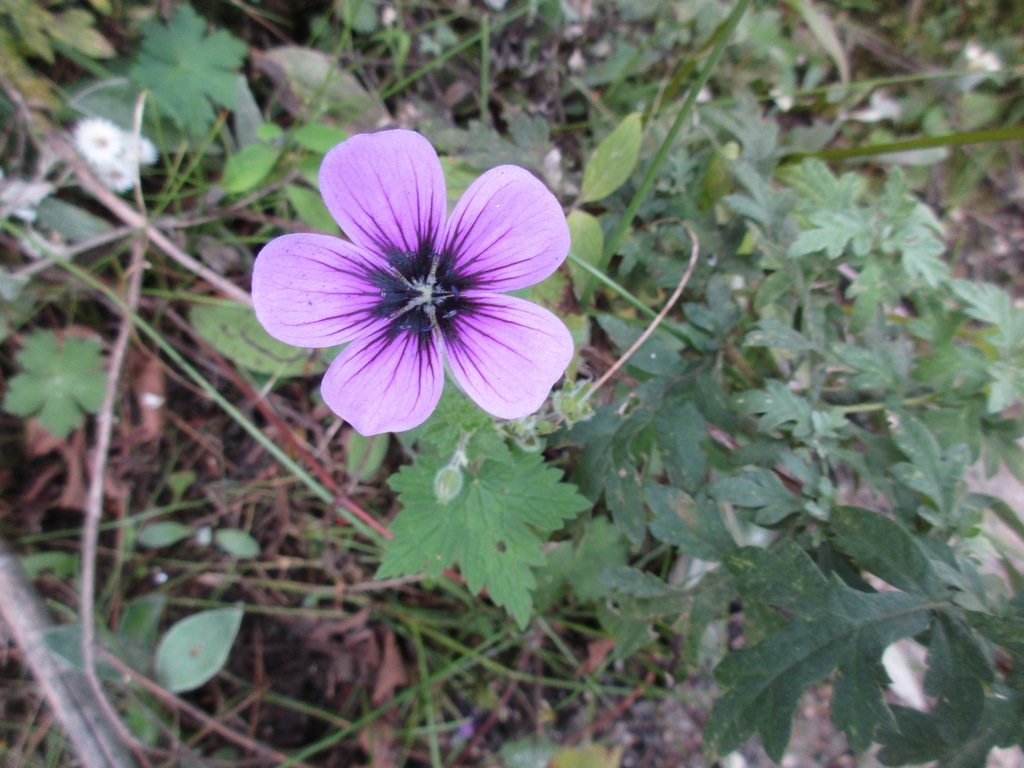 Trailing geranium