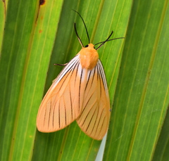 Pseudischnocampa nervosa