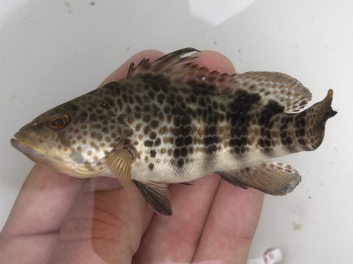 Spotted sand bass (Paralabrax maculatofasciatus) — Serranidae — 3
