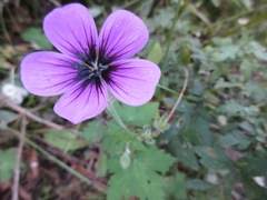 Geranium procurrens