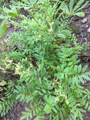 Polemonium californicum