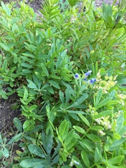 Polemonium californicum