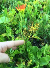 Castilleja suksdorfii