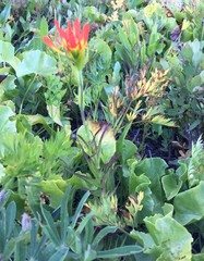 Castilleja suksdorfii