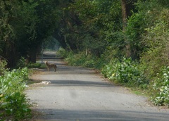 Canis aureus indicus