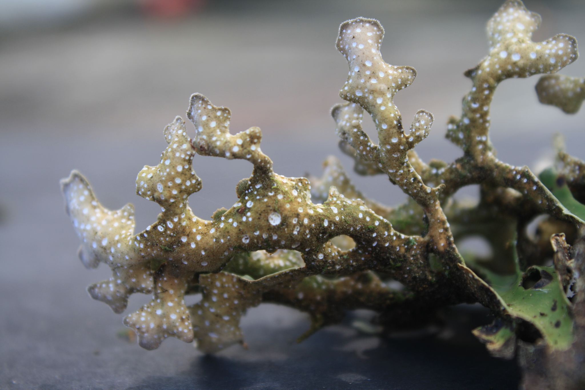 Pseudocyphellaria coriacea image
