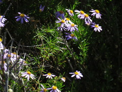 Felicia fruticosa