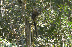 Callithrix flaviceps